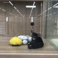 チワワ