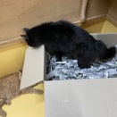 こまります