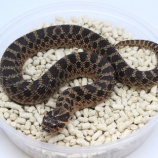 『【新入荷】シシバナ来ました！』の画像