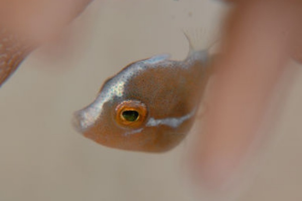 Tropical Reef Fishes Of The Philippines Sea カワハギ科