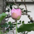 ˹ϡ餭¤