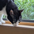 ふゆ君　クンクン！！誰かが居た？