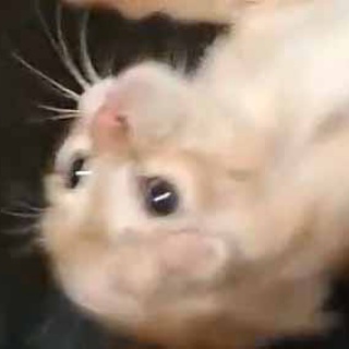 猫の動画 ねこわん！
