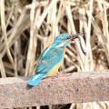 野鳥撮影