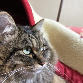 【猫写真】母に寄り添うマロちゃん