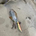 梅雨のアオリイカ狙い
