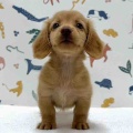 新しいわんちゃんの紹介です🐶