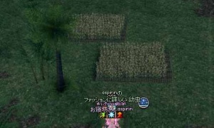 今日はトウモロコシ…どこで収穫しようかな