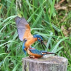 野鳥の観察を都内で