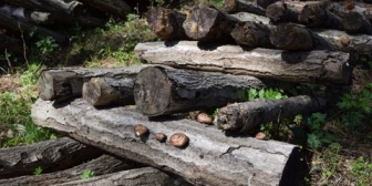 嫁「わー、凄いね。切り株みたいに一杯木が並んでいるよ。これ、何の木だろうね。」