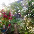 薔薇　バラ　ばらと酔いしれての3日間