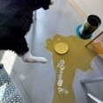 【ご飯日記】タマ様と過ごした最後の日・最後のイタズラ・美味しいマグロとグルメ猫