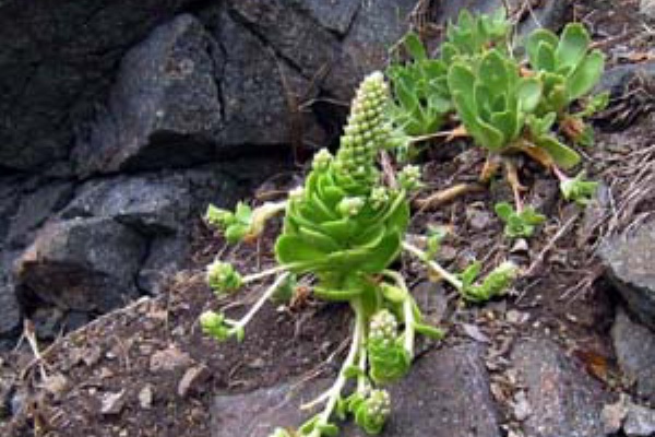 子持ち 岩 蓮華 花好きじじいの山野草談義