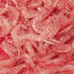 4月5日清明 駿河湾のサクラエビ・富山湾シロエビ 春の漁始まる