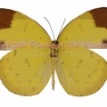 サリキチョウ♀ (マレー半島) Eurema sari sodalis
