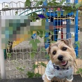 きゅうりの品種までこだわるとは