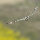 来季も来てほしいコミミズク