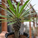 パキポディウム　ラメリー＆お休み中の入荷植物