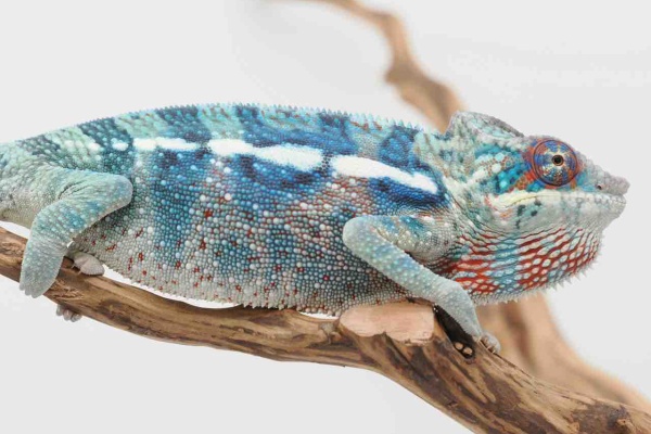 カメレオン Jackson's chameleon is starting to show color [Chameleon