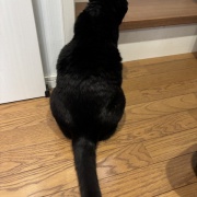 【猫写真】娘が撮った猫たちの写真