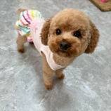 『里親犬の見学 “はじめまして”の瞬間に立ち会って感じたこと』の画像