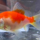 『金魚入荷情報！』の画像