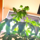 パキラ、更に２階の手すりを越える