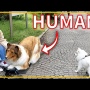 【画像】今アメリカで一番話題の日本人は『犬になりたくて本当に犬になってしまった日本人男性』です」　→　まさかのガチだったｗｗｗｗｗ