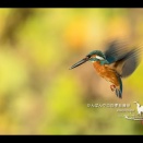 ホバリングHD動画。