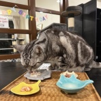 ねころぐ ～にゃんごくLife @クアラルンプール～