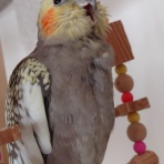 オカメインコ暮らし