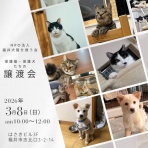 NPO法人 福井犬猫を救う会