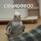 スリッパをかじるクスィー