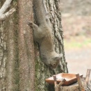 Vol.5186 新種のリス発見