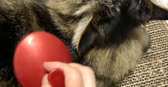 ブラッシング大好き猫