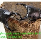 〇獨竜江産D.クルビデンス＼(^o^)／