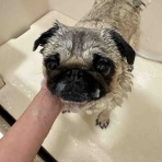 長野県 上田市  ペットショップ             ワンラブ                       アリオ上田店ブログ