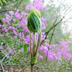 ■■速報＠保管庫(Alt)■■