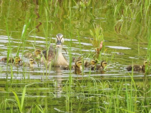 2026年7月1日の野鳥公園