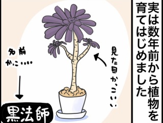 黒法師って植物は厨二心に刺さる