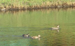 若葉台遊水池にオカヨシガモ飛来