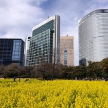 『梅と菜の花 浜離宮恩賜庭園』の画像