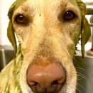 シャンプーセット　ハーブパック　ラブラドール　ムギちゃん　リコパ川崎吉田