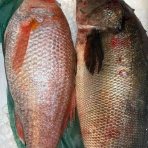 鮮魚・卸売・仕出し 丸庄