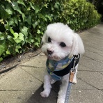 ちゃちゃ丸だぜ