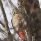 オオアカゲラ、オオマシコ、ヒレンジャク