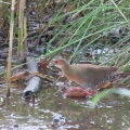 幼鳥から若鳥に成長したヒクイナを撮るⅡ🦜（多々良沼公園）