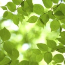 〔将棋〕「AobaNNUE」評価関数のダウンロード＆導入方法（2026年1月最強ソフト）