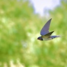 2026年5月6日の野鳥公園