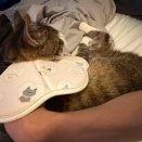 完璧な家猫マナさん